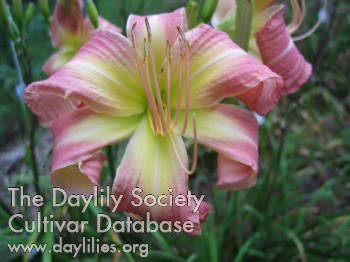 Daylily Almost Forever